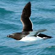 Razorbill