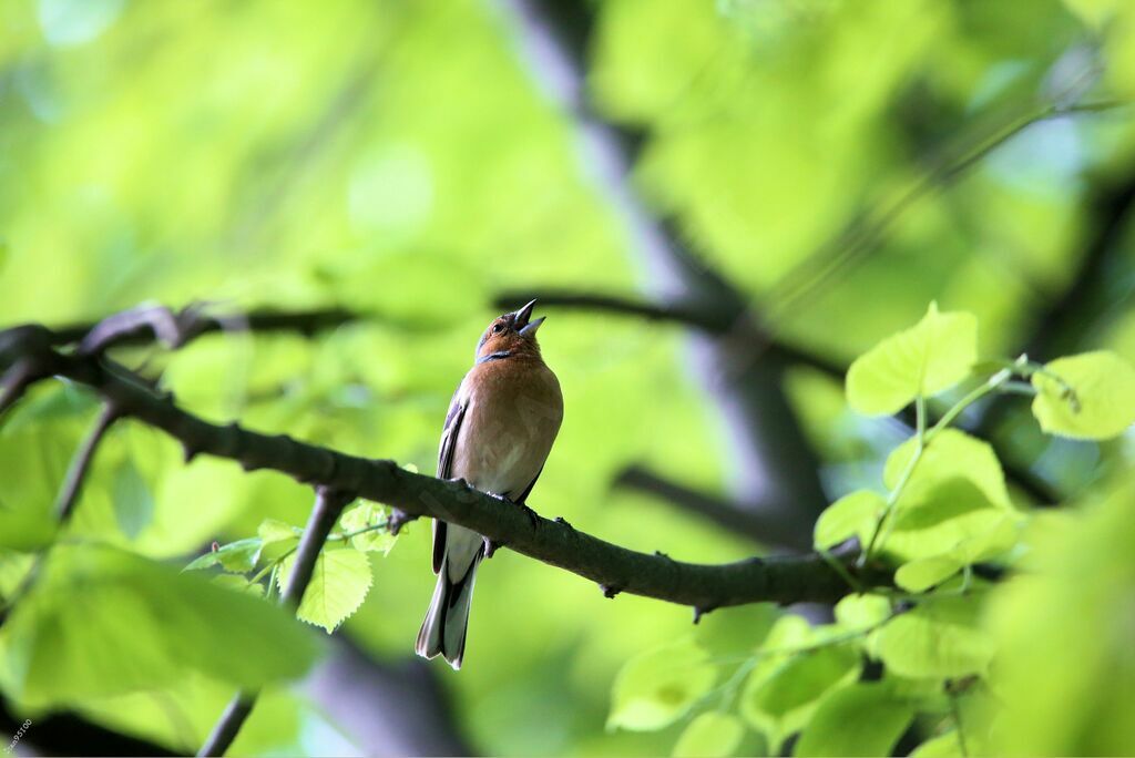 Common Chaffinch male adult breeding, song