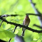 Eurasian Chaffinch