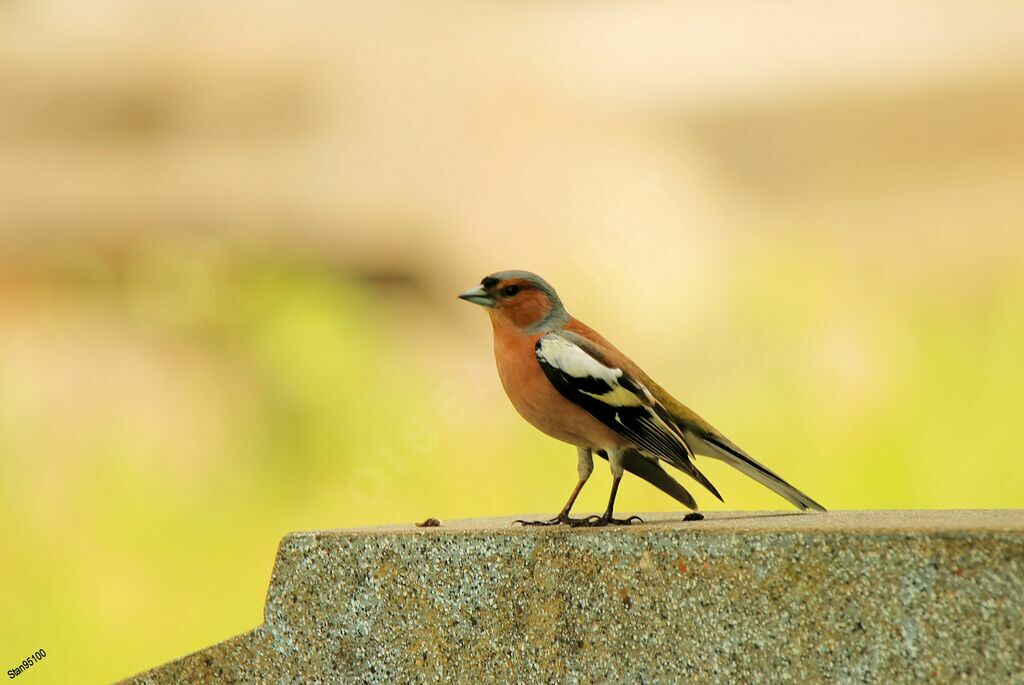 Common Chaffinch male adult breeding