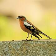 Eurasian Chaffinch