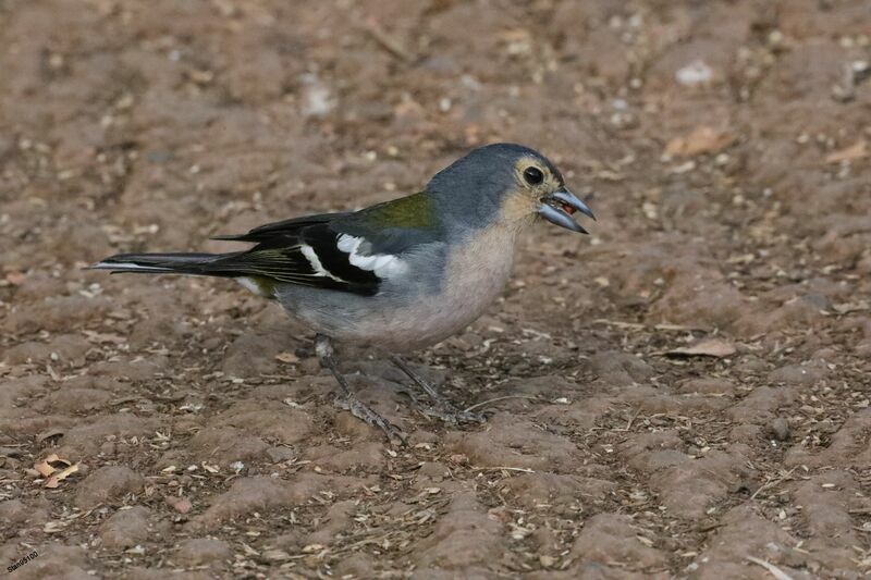 Common Chaffinch male adult, walking, eats