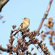 Brambling