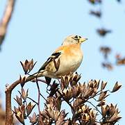 Brambling