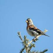 Brambling