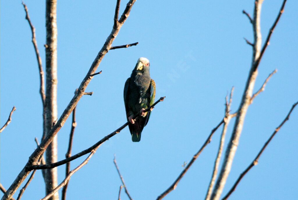 White-crowned Parrotadult