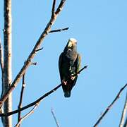 White-crowned Parrot