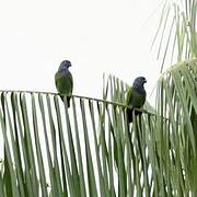 Blue-headed Parrot