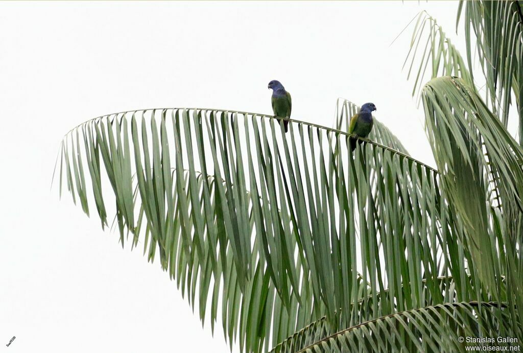 Blue-headed Parrotadult