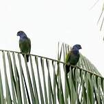 Pione à tête bleue