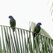 Blue-headed Parrot