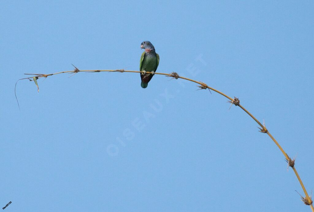 Blue-headed Parrotadult breeding