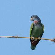 Blue-headed Parrot