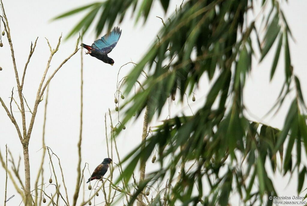 Bronze-winged Parrotadult