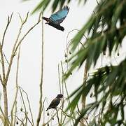 Bronze-winged Parrot