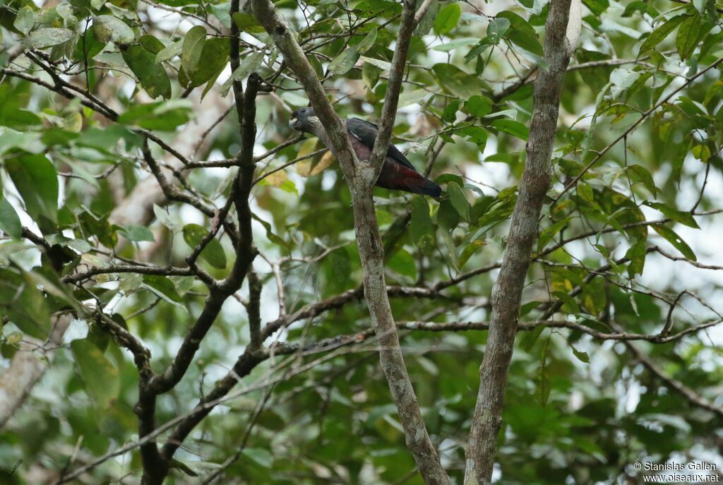 Dusky Parrotadult breeding