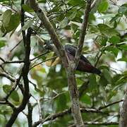 Dusky Parrot