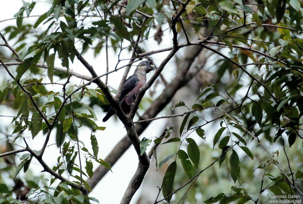 Dusky Parrotadult breeding