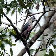 Dusky Parrot