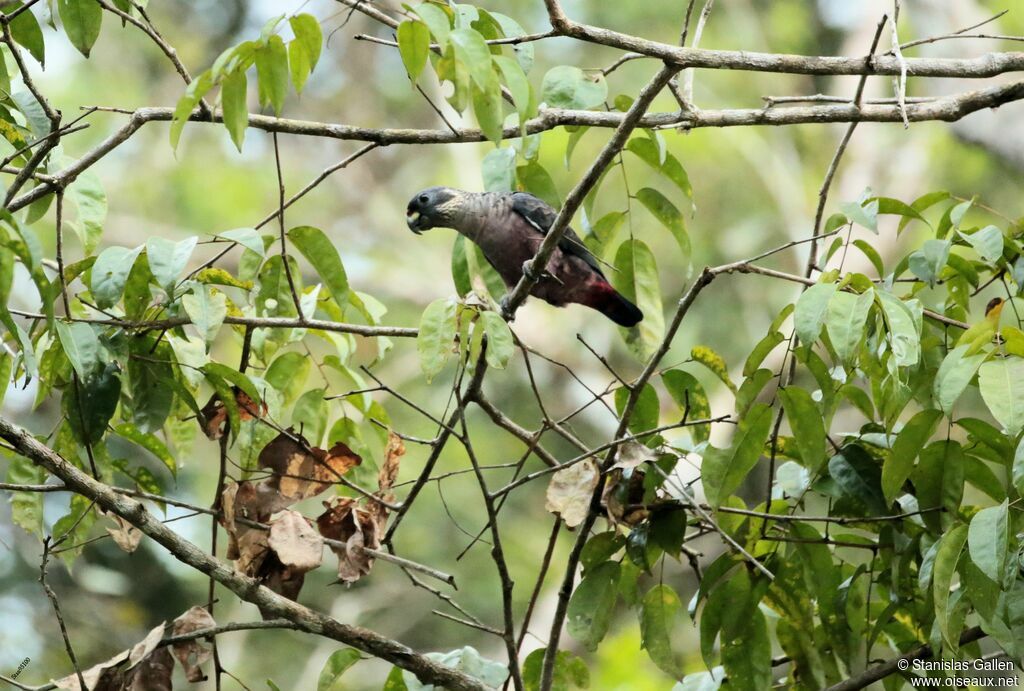 Dusky Parrotadult breeding