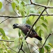 Dusky Parrot