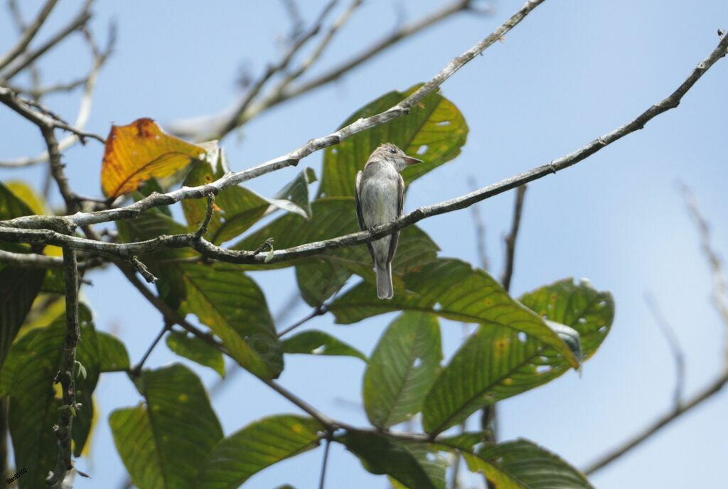 Eastern Wood Peweeadult