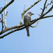 Eastern Wood Pewee