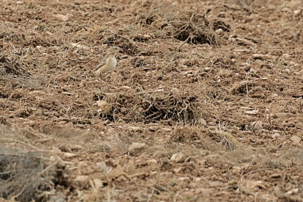 Pipit à dos uniadulte, marche