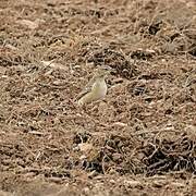 Plain-backed Pipit