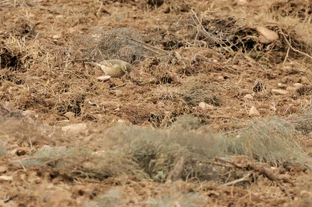 Pipit à dos uniadulte, marche