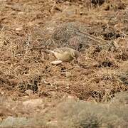 Plain-backed Pipit