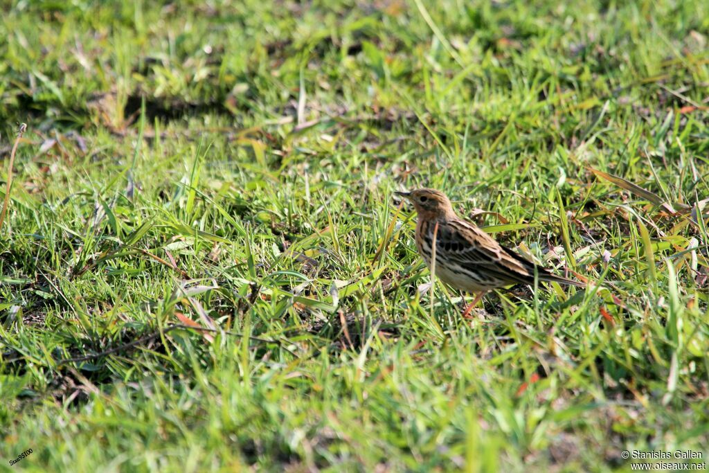 Red-throated Pipit male adult breeding, walking