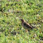 Pipit à gorge rousse