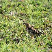 Red-throated Pipit