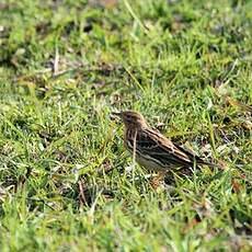 Pipit à gorge rousse