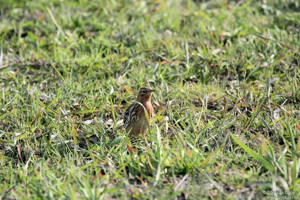 Pipit à gorge rousse