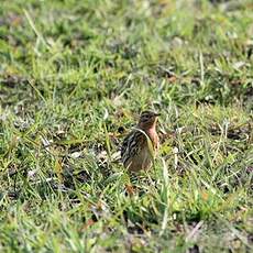 Pipit à gorge rousse