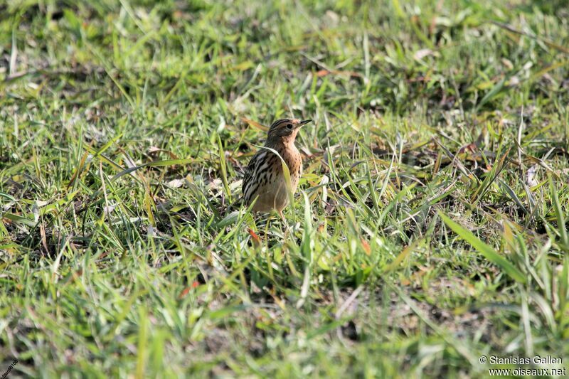 Red-throated Pipit male adult breeding, walking