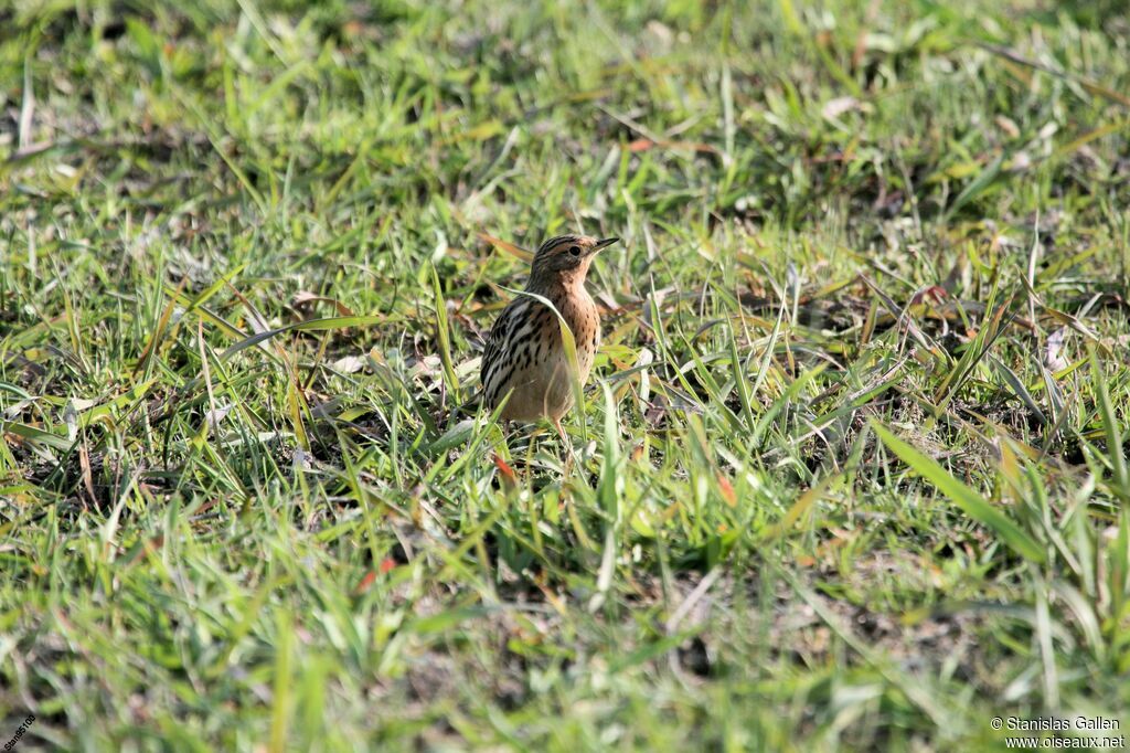 Pipit à gorge rousse mâle adulte nuptial, marche