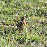 Pipit à gorge rousse