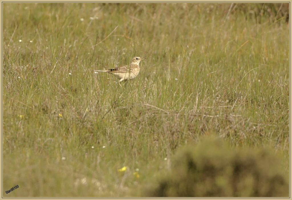 Pipit africainadulte, marche