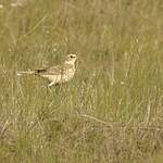 Pipit africain