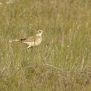 African Pipit