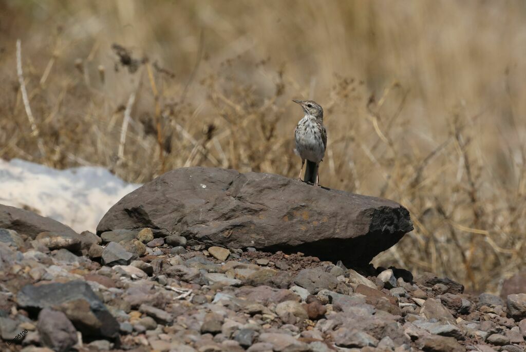 Berthelot's Pipitadult