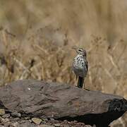 Berthelot's Pipit