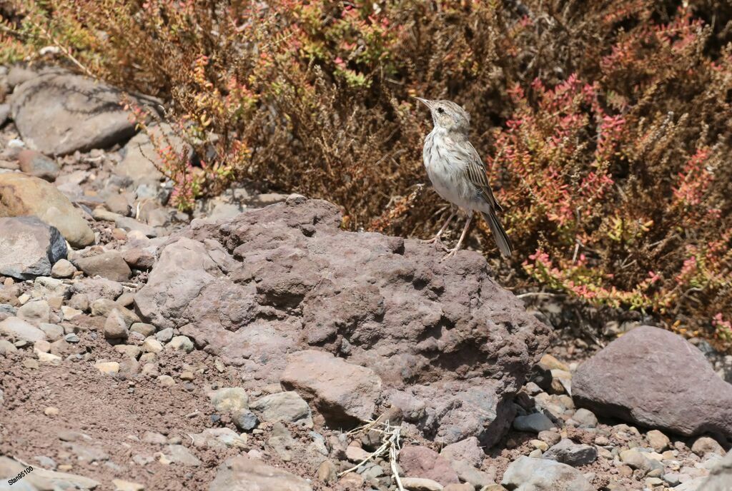 Pipit de Berthelotadulte, marche