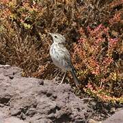 Berthelot's Pipit