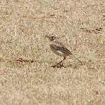 Pipit de Godlewski