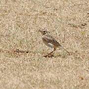 Blyth's Pipit