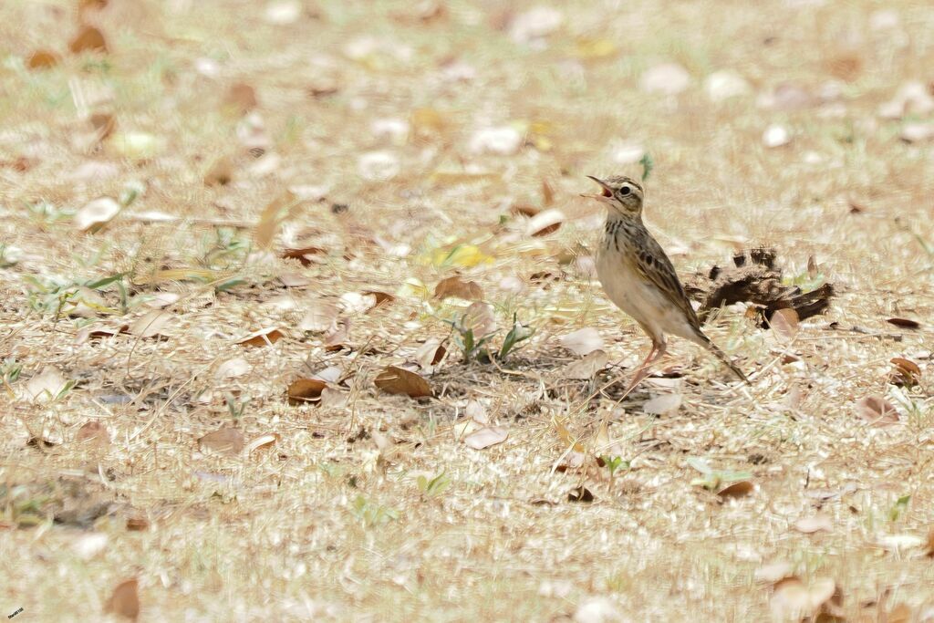 Pipit de Godlewskiadulte transition, marche